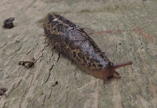 Limax maximus-gruppo nel compostatore da Falconara Mma. (AN)